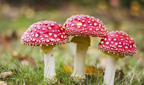 黑料吃瓜蘑菇视频网